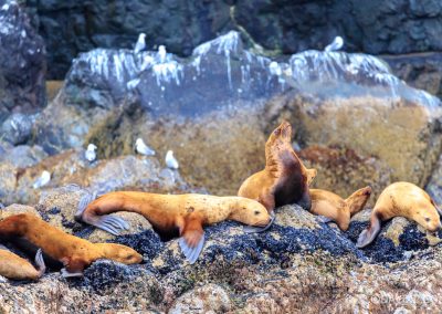 Stellar Sea lions