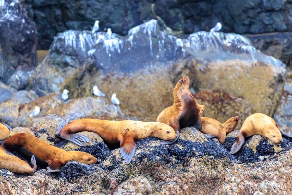 Stellar Sea lions