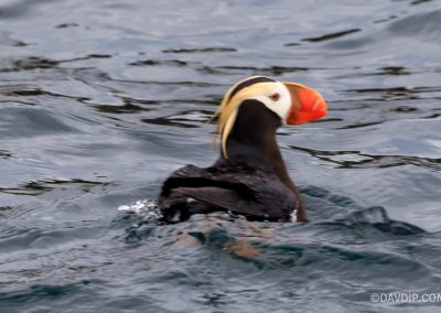 Tufted Puffin in the wild