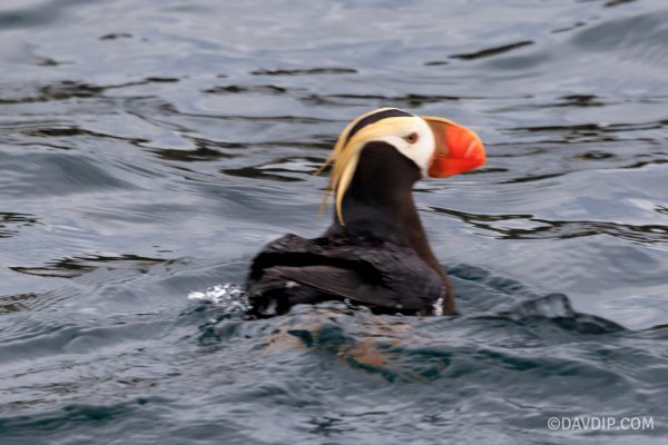 Tufted Puffin in the wild