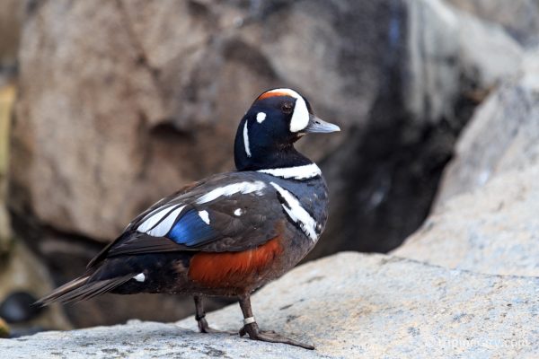 Harlequin Duck