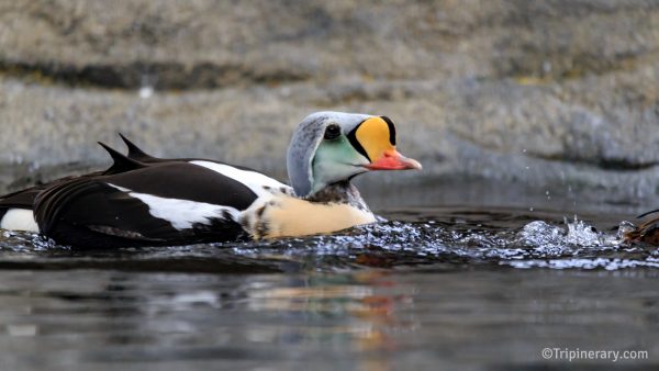 King Eider