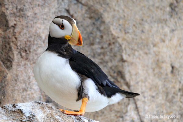 Horned Puffin