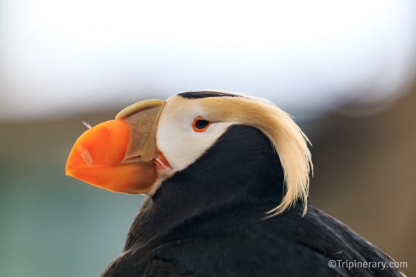 Tufted Puffin