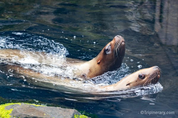 Alaska Sea Life - Seals